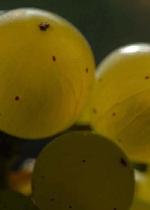 Riesling ANT 0970